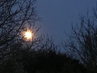 19-Ludger-Durchsichtig-Mond im Geb&uuml;sch
