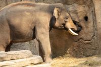 15 Gerhard_Wildtiere_Neugieriger Elefant, steckt seine Nase &uuml;berall rein