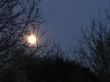 19-Ludger-Durchsichtig-Mond im GebÃ¼sch.jpg