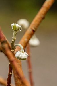 13 Gerhard D_Nah Dran Herbst drau&szlig;en_Bl&uuml;te