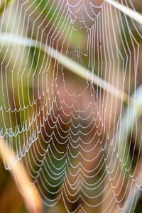 14 Gerhard D_Makro Herbst drau&szlig;en_Rieselfelder 2